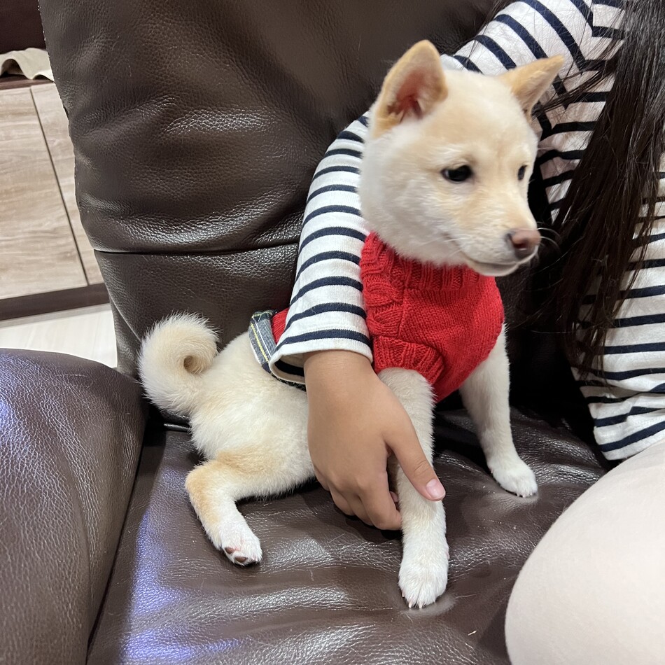 ちくわ 柴犬 ペットのおうち 月間利用者150万人