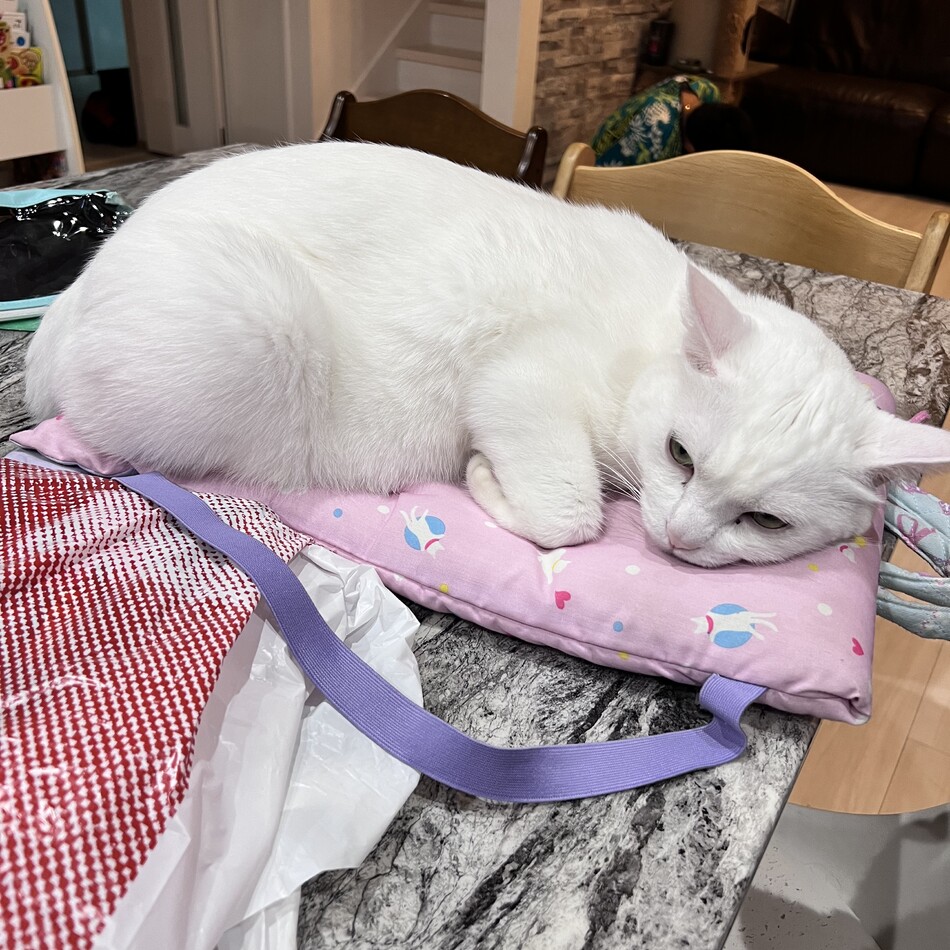 ココのカバー写真