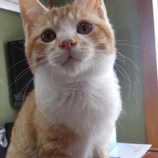 茶太郎（トライアルのため募集一時停止）