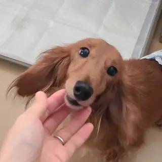 穏やかでマイペース⭐おおらかなハニーちゃんです♥