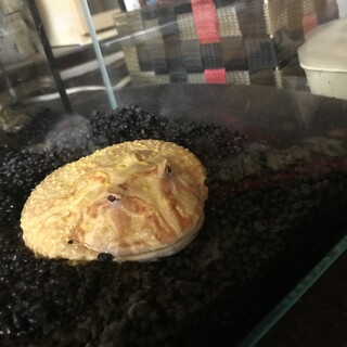 引っ越しの為　ツノガエル2匹！