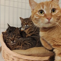 第150回　にゃん☆ぴーす猫譲渡会