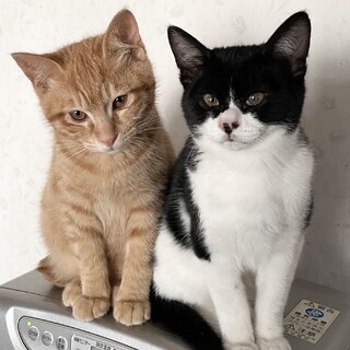 3〜4ヶ月くらいの子猫です☆