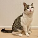 アレルギーのため里親探してます！お願いします！