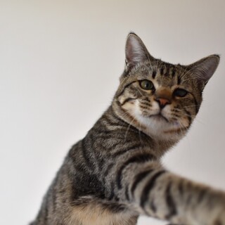 すぐにお腹を出す穂高くん