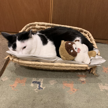 我が家の家猫メンバーカヤちゃん