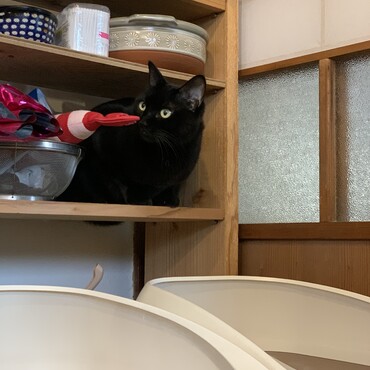 我が家の家猫メンバータモちゃん