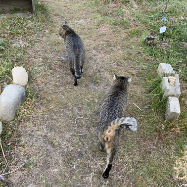 野良猫金玉ボーイズ。ごまちゃん追いかけるのでごま室内イン。
