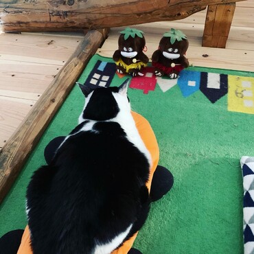 スケボーキャット〜