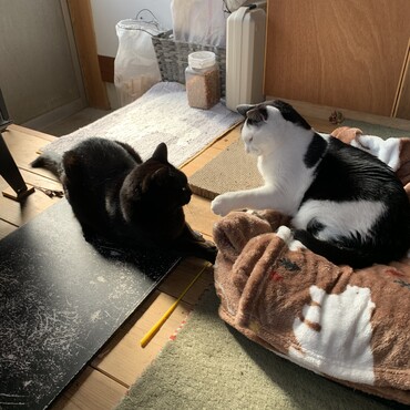 戦場のオオカミたち…
