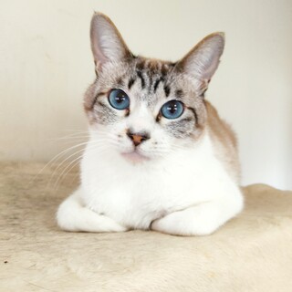 シャム風ブルーアイの『こゆき』♂