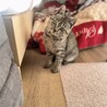 子猫のそぼろ君！ サムネイル2