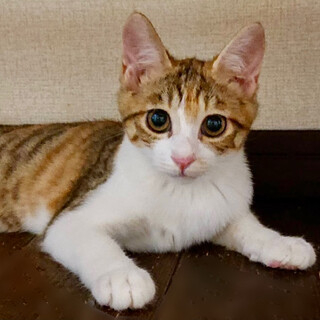 子猫3ヶ月、里親募集中