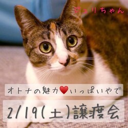 ＊キャットソシオン譲渡会＊第123回