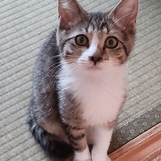 ツンデレ美少女　ふぅちゃん！