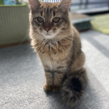 メス猫のメルちゃん