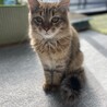 メス猫のメルちゃん