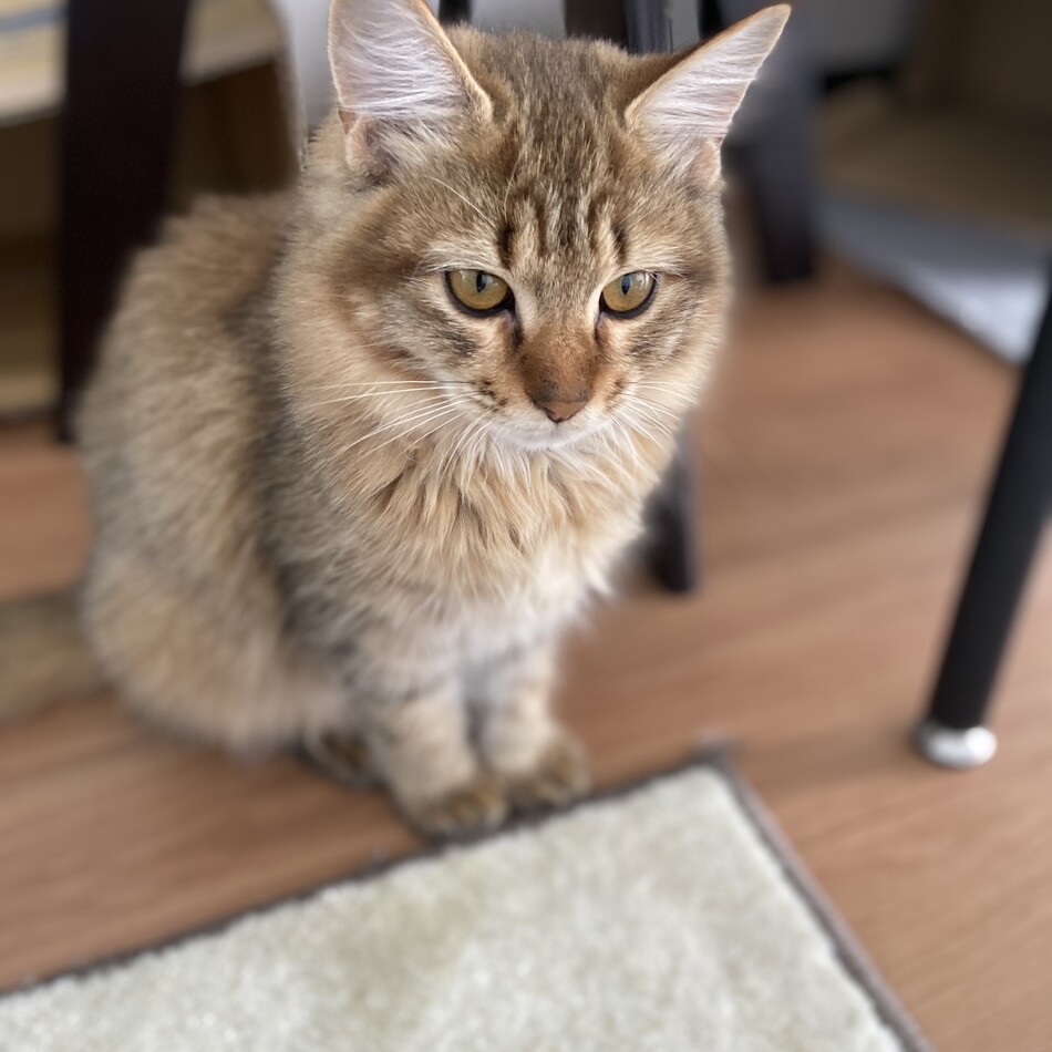 メルちゃんのカバー写真