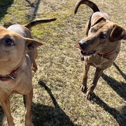 犬猫合同譲渡会 サムネイル2