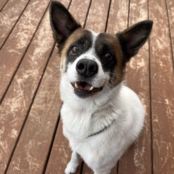 犬猫合同譲渡会 サムネイル3