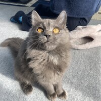 こぐまちゃん