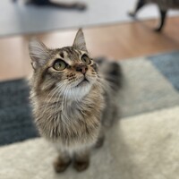 ゲンちゃん