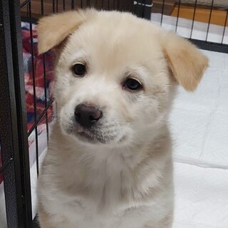 2/20『犬の譲渡会』in銀座　に参加❣️