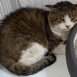 譲渡されました。