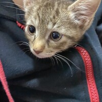 松本きなこ