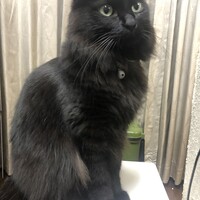 もふ