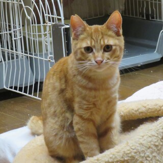 再募集！人なつこいバッカスくん、医療しつけ済