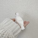 白文鳥オス里親募集