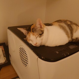 可愛い三毛猫ちゃん