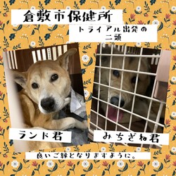 「2022年2月17日の倉敷→全頭譲渡決定！」サムネイル1