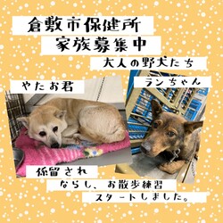 「2022年2月17日の倉敷→全頭譲渡決定！」サムネイル3