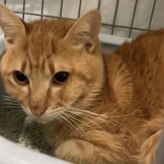 トライアル中‼️人慣れしてる茶トラブライアン