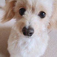 はんくん