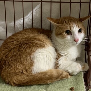 トライアル中‼️人慣れしてる茶白フレディ