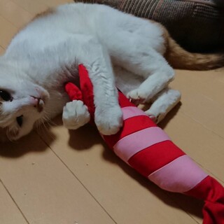 ★耳の扁平上皮癌で保護した天凰くん★