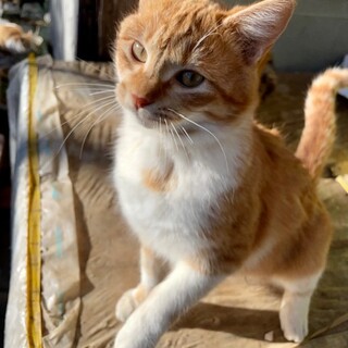 宮城県北部より猫の里親を募集します