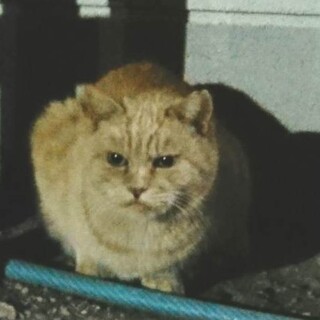 一人ぼっちになってしまった女の子