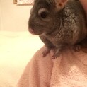 チンチラ　小動物　♂  7才