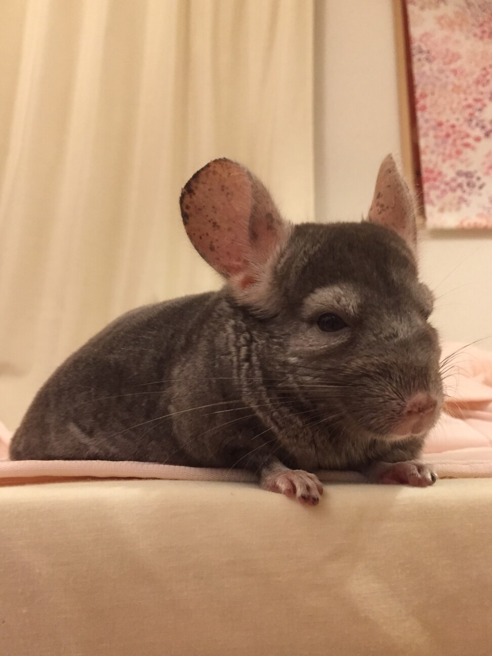 チンチラ 小動物 7才 千葉県 小動物の里親募集 ペットのおうち 月間利用者150万人