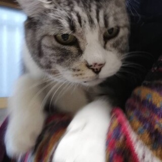 飼い主高齢者施設入所のため家族募集のグレちゃん