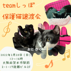 teamしっぽ譲渡会