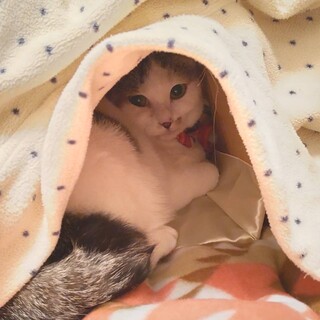 3/6荒川譲渡会静かな女の子♡8か月