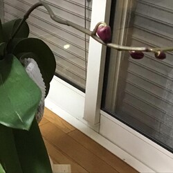 「いただきもの」サムネイル2