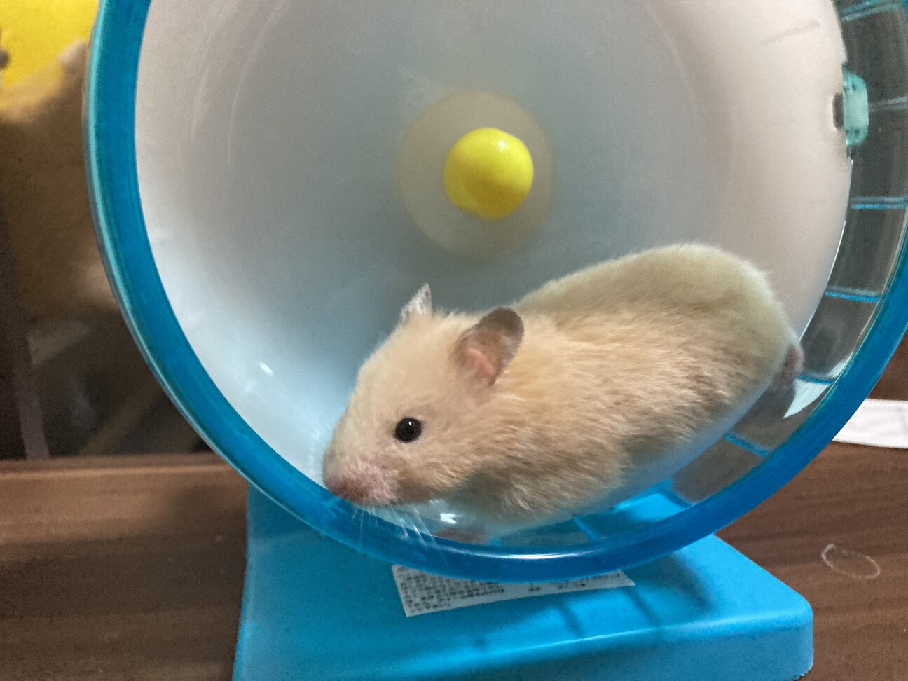 キンクマハムスターの赤ちゃん 東京都 小動物の里親募集 ペットのおうち 月間利用者150万人 キンクマハムスターの赤ちゃん 東京都 小動物の里親募集 ペットのおうち 月間利用者150万人