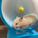 キンクマハムスターの赤ちゃん