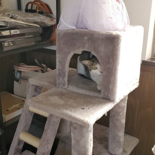 美人なキジ白の女の子♀小柄 